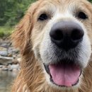 개팔상팔 이미지