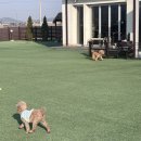 애견하우스 | 강화도 애견동반펜션 뽀아하우스 내돈내산 후기