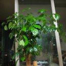 HAPPY TREE(해피트리) 이미지