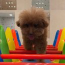 마마스미독펜트하우스 광주애견유치원&애견호텔 본점 | 마마스미독펜트하우스 광주애견유치원&amp;애견호텔 본점 광주애견호텔 고민 끝에 선택한 후기