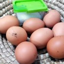 소고기 시락국밥 이미지