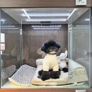 멍냥스테이 애견호텔유치원 이미지