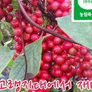 영아농장 이미지