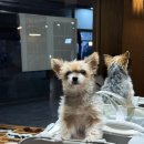 2NE1 노래연습장 이미지