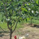 소수농장 이미지