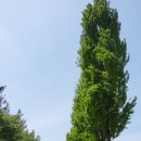 경춘선솔밭길 이미지