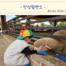 승리목장 | 안성 팜랜드 가을 핑크뮬리 코스모스 가축공연 할인혜택 아이랑 갈만한 곳
