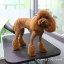 사쿠란보애견샵 부산대점 이미지