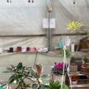 여우꼬리 | 봄맞이 준비는 여기서! 더그린가든센터 꽃과 여우 꼬리선인장 쇼핑 후기🌵