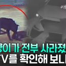 길고양이가 전부 사라졌다? CCTV를 확인해 보니.. ‘충격’, 사람까지 공격한 들개의 습격 이미지