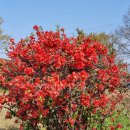 명자농장 | 163. 〔자연, 생태〕 동백과 장미를 닮은 명자꽃(명자나무, 당명자나무, 산당화), 그리고 꽃색이 다양한...