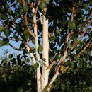 [대림묘목농원]수피발현속도가 빠른 잭큐몬티 자작나무 입고! 이미지