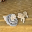 어썸강아지호텔 & 목욕 이미지