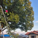 느티나무민박 | 보령펜션 느티나무집펜션 가족이랑 강아지랑 다녀온 힐링 여행 후기