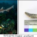 큰무리어촌체험·휴양마을 티스토리