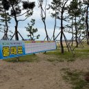 율포리 | 보성 율포해수욕장 애견동반｜율포솔밭해수욕장에서 강아지와 바다 산책
