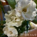 수국 장미 .달리아 이미지