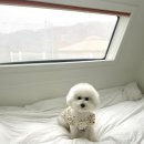 봄날의 댕댕이 이미지