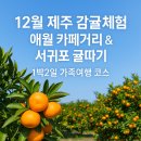 선길농장 | 12월 제주 감귤체험 가족여행 1박2일｜애월 카페거리 + 서귀포 감귤농장 달콤 겨울코스
