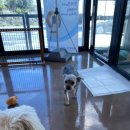 내일더예쁘개 이미지