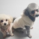 블라썸독 네이버블로그