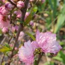 기리시마 이미지