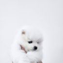 논산동양켄넬 이미지