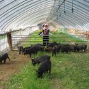 4월의밀밭 이미지