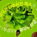 천리팜 아쿠아포닉스 로고