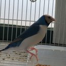 블르