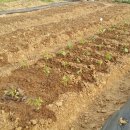 아멘농장 이미지