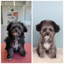 블레스펫 살롱 이미지