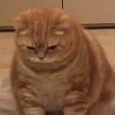 그나비