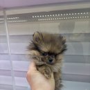 댕댕프렌즈 이미지