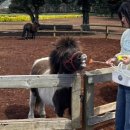 돌담목장 | [JEJU🍊제주] 서귀포 카페 추천, 목장카페 밭디 / 성산일출봉 카페 승마 체험🐴