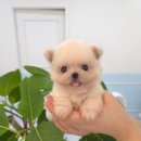 꽃강아지 이미지