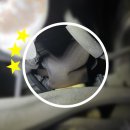 이시아오토리페어