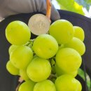 지나청과