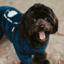 빵먹는 강아지 이미지