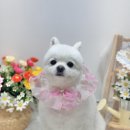 댕화살롱 이미지