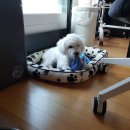 써니펫시터 이미지