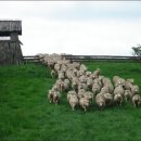 인산목장 이미지