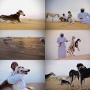 프라임 도그 이미지