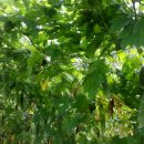 애원민박 이미지