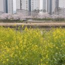 설빙부산안락온천천점 | 부산 벚꽃 명소 온천천 4월 실시간 개화 만개 상황! 주차난 해결 꿀팁