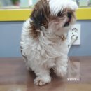 왈왈이발소 네이버블로그