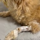 청주축협동물병원 | 강아지 식중독 증상 수액 맞는 시간 청주 동물병원 검사 후기