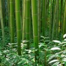 죽녹원로 이미지