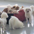 쿠키네 제과점 이미지