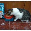 삐약이PC 이미지